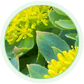 Rhodiola Rosea