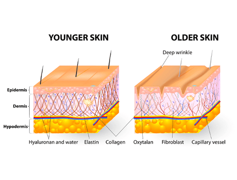 Collagen Complex – Theonia IE